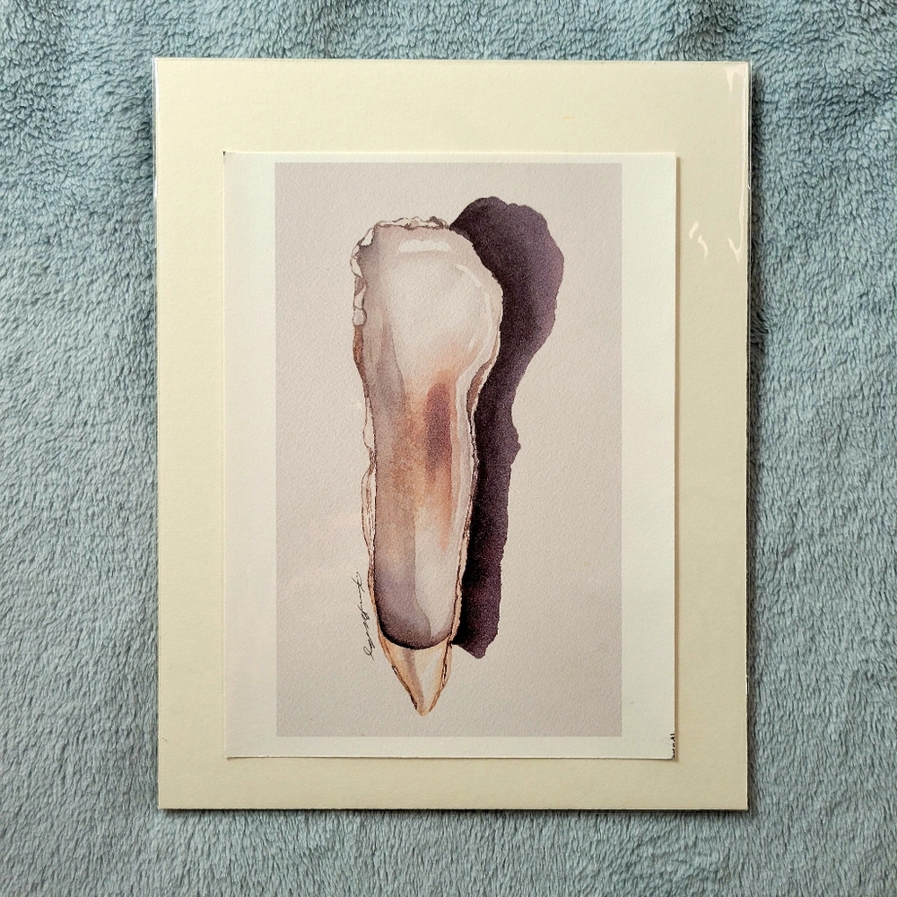 Oyster Shell, Seashell, Fine Art Print